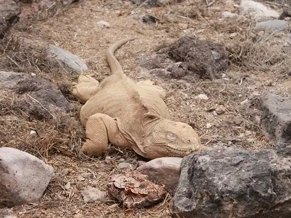 sleeoing land iguana on Santa Fe Island