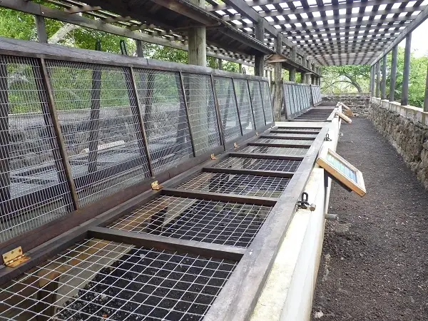 tortoise hatchery at the Galapaguera on San Cristobal