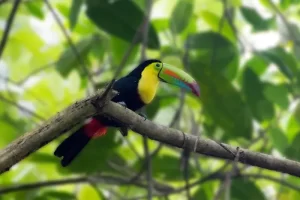 A Gray Breasted Mountain-Toucan sitting on the branches