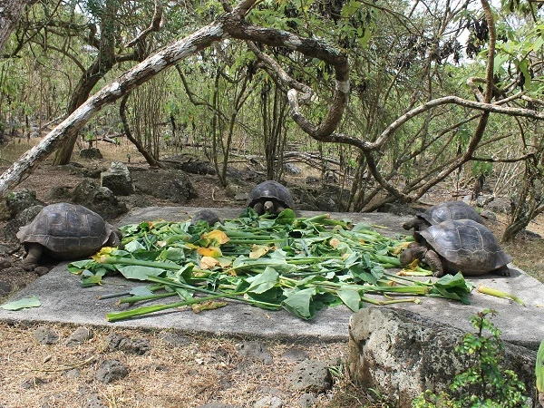 turtle station at Asylum of Peace