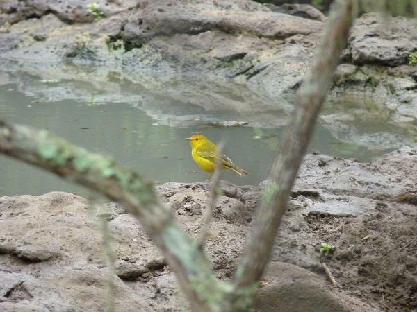 small yellow bird at the Galapaguera