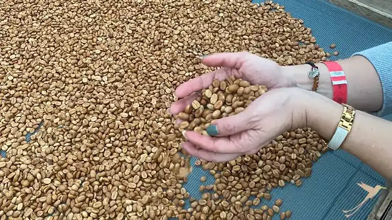 café en grano en Perucho