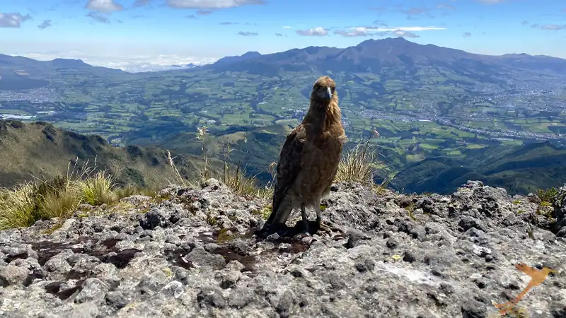 Ave andina Curiquingue cerca de la cumbre del Pasochoa