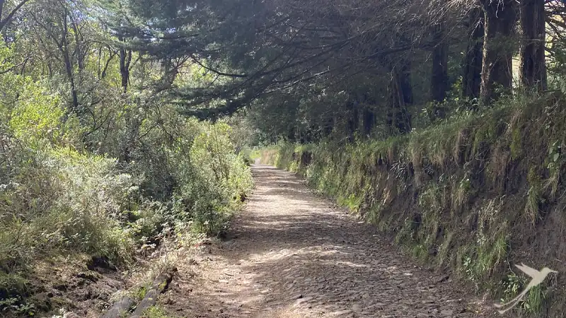 camino por el bosque al pie del Pasochoa