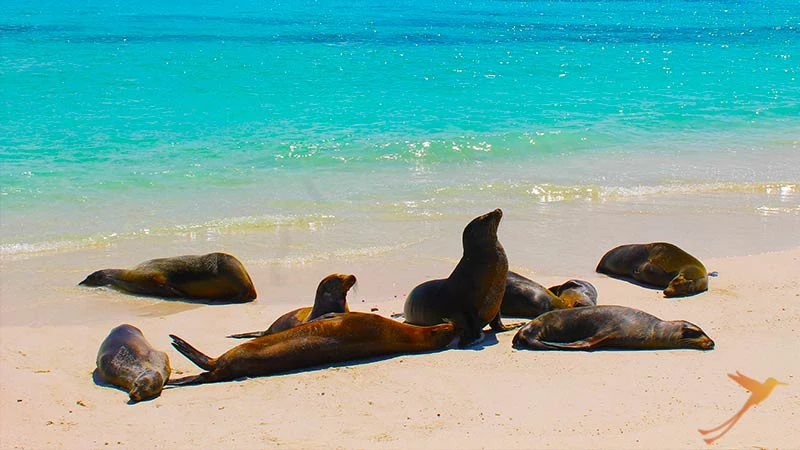 Sea lions resting on the golden sands of San Cristóbal Island, Galápagos, with turquoise waters in the background.