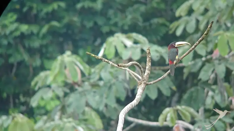 Tucan Arrasari en los árboles