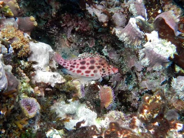 leopard fish at corals