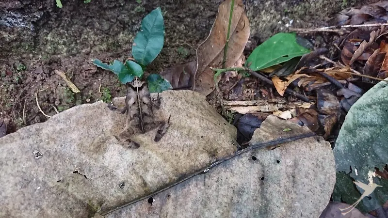 rana camuflada en una hoja