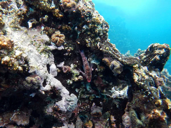 soral reef with fish