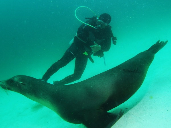 diver with sea lion under water