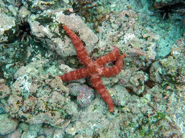 seastar at the bottom of the pacific