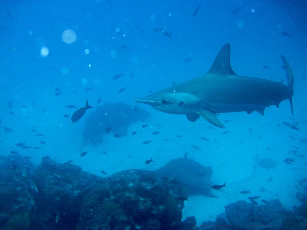 shark pacific ocean