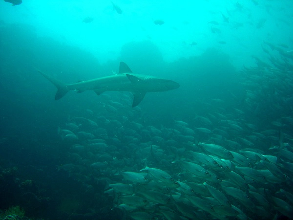aharkl and fish swarm at the Galapagos