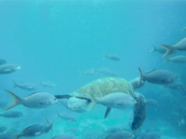 swimming tortoise