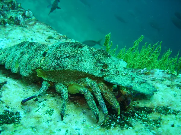 underwater life in the pacific at Galapagos