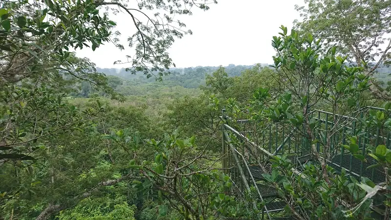vista desde la torre de observación de Sani sobre el bosque