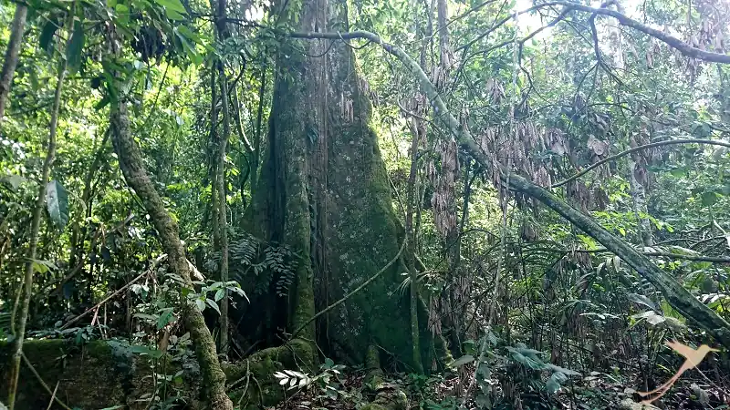 tronco de árbol en el Parque Nacional Yasuni