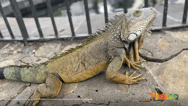 Close-up of a green iguana resting on a stone path at Iguana Park in Guayaquil.