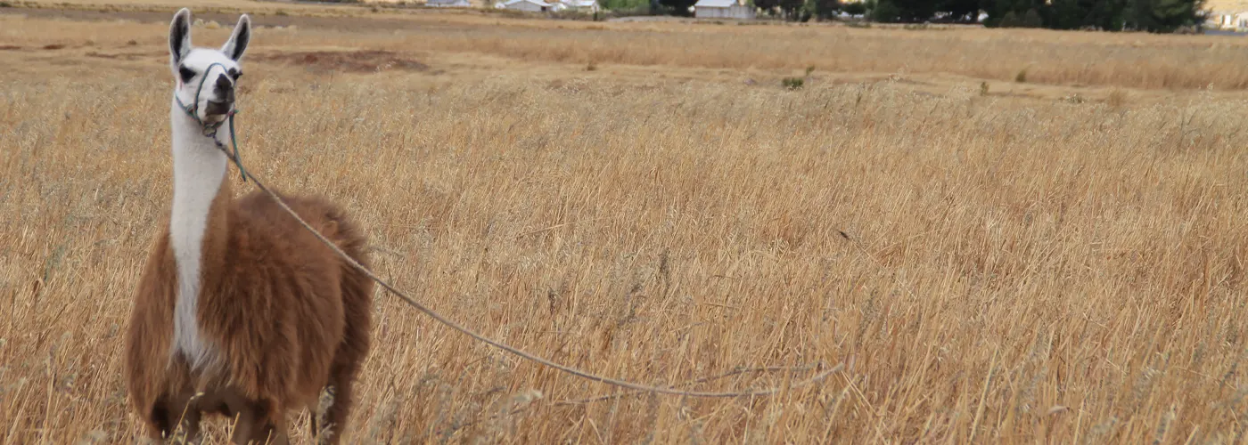 Llama in the Ecuadorian Andes with snow-capped peaks, symbol of high-altitude hiking near Cotopaxi.