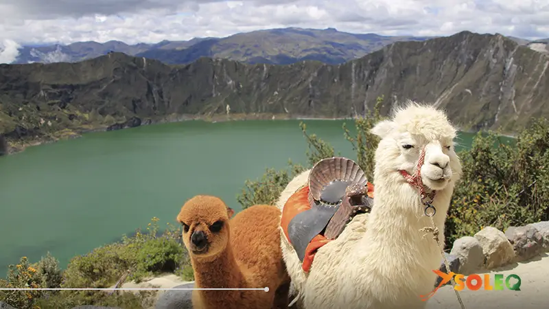 Two alpacas grazing near the turquoise Quilotoa Lagoon, surrounded by the dramatic volcanic landscape of the Ecuadorian Andes.
