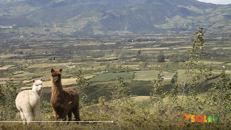 A group of alpacas grazing peacefully in the highlands of Imbabura, Ecuador, surrounded by Andean landscapes.