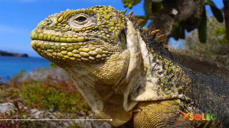 A detailed close-up of a Galápagos land iguana's face, showcasing its vibrant yellow scales, textured skin, and prehistoric features.