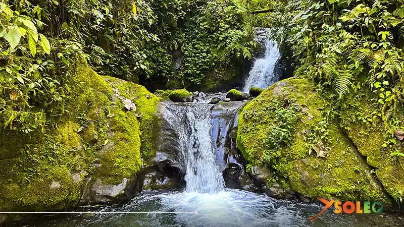 Una pequeña cascada que fluye sobre rocas cubiertas de musgo en un exuberante bosque nuboso verde en Ecuador, rodeada de helechos y vegetación tropical.
