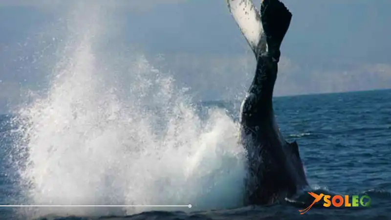 Avistamiento de una ballena en Puerto Lopez Ecuador