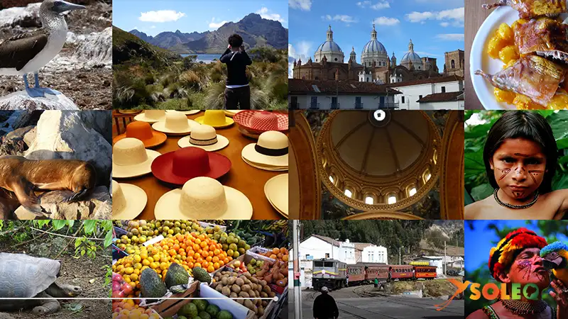 Collage de experiencias de viaje en Ecuador: fauna de las Galápagos, senderismo andino, arquitectura colonial, gastronomía local, mercados.