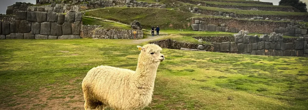 Close-up of a fluffy white alpaca with a yellow ear tag on a green meadow in the archaeological complex of Sacsayhuamán, Cusco, Peru. In the background, massive, precisely fitted Inca stone walls and grass-covered terraces can be seen. Two people are walking on a path in the distance.