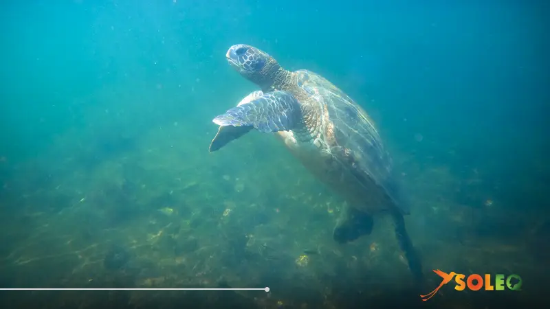 Tortuga marina bajo el agua cerca de las Islas Galápagos: fascinante fauna silvestre en Ecuador, nombrado el mejor destino de turismo de aventura para 2026.