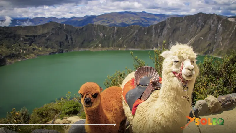 Dos alpacas junto al borde del lago del cráter Quilotoa, en los Andes ecuatorianos, durante la ruta de senderismo Quilotoa Loop.