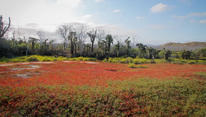 Paisaje de vegetación roja en la isla Isabela en Galápagos con árboles dispersos y un cielo brillante de fondo.