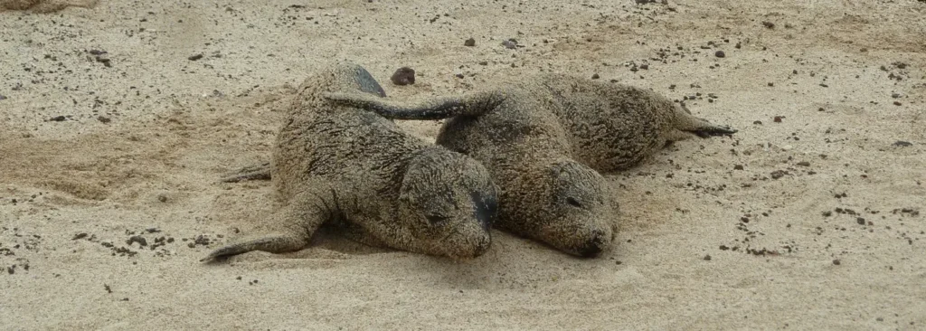 Galapagos Islands 2026: Cruise or Island Hopping – Comparison guide by Soleq Travel