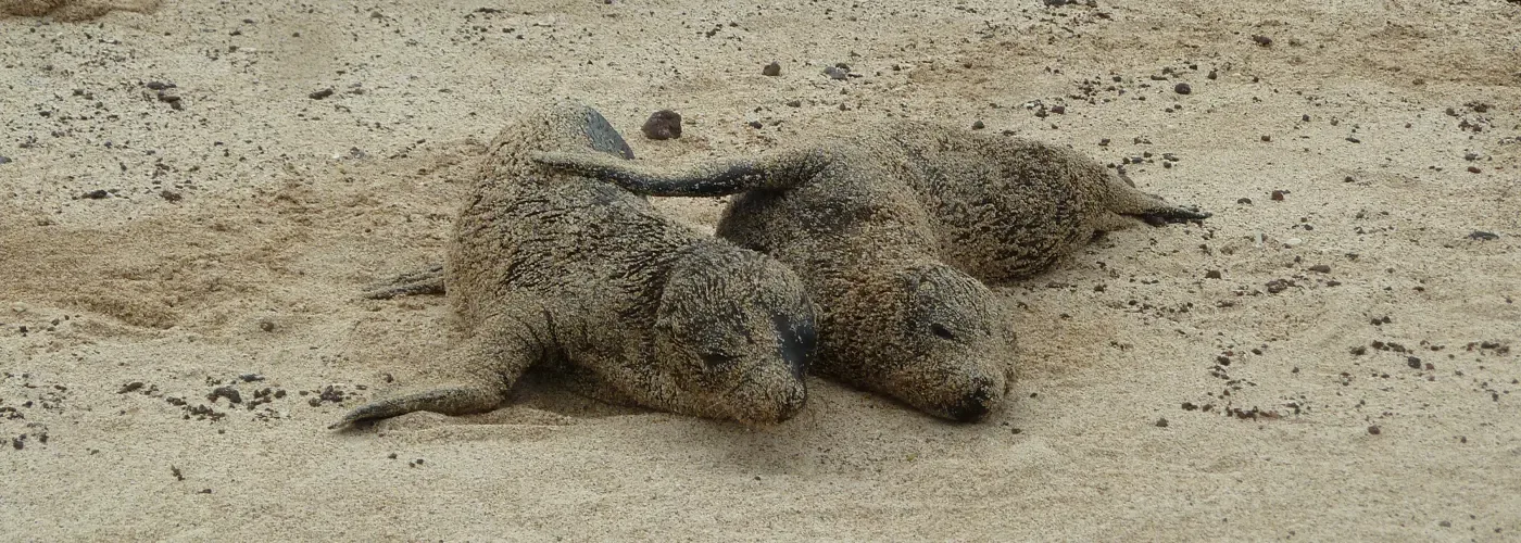 Galapagos Islands 2026: Cruise or Island Hopping – Comparison guide by Soleq Travel