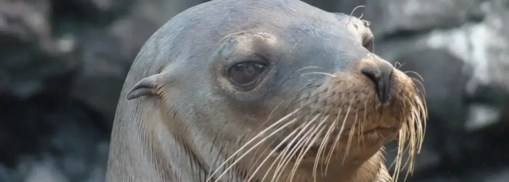 Galapagos wildlife 2026: Species guide by Soleq Travel – which animals to see on each island