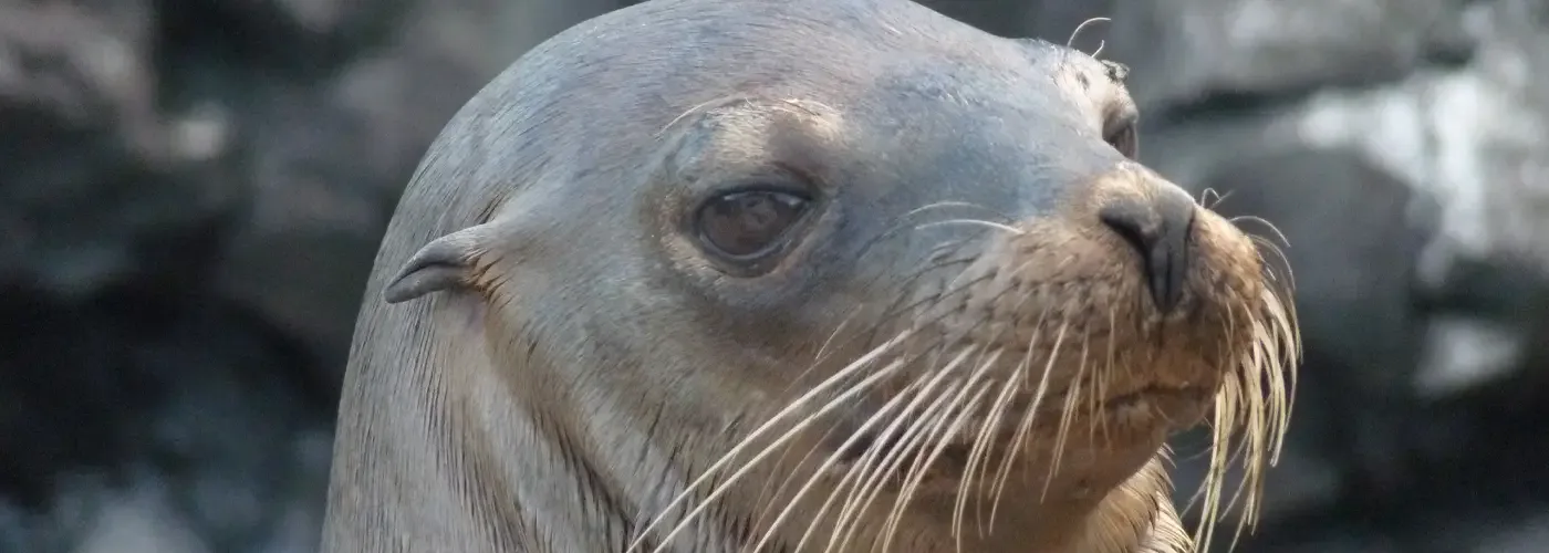 Galapagos wildlife 2026: Species guide by Soleq Travel – which animals to see on each island