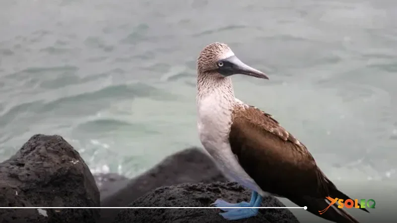 Blue-footed booby on black lava rock – Wildlife on the Galápagos journey