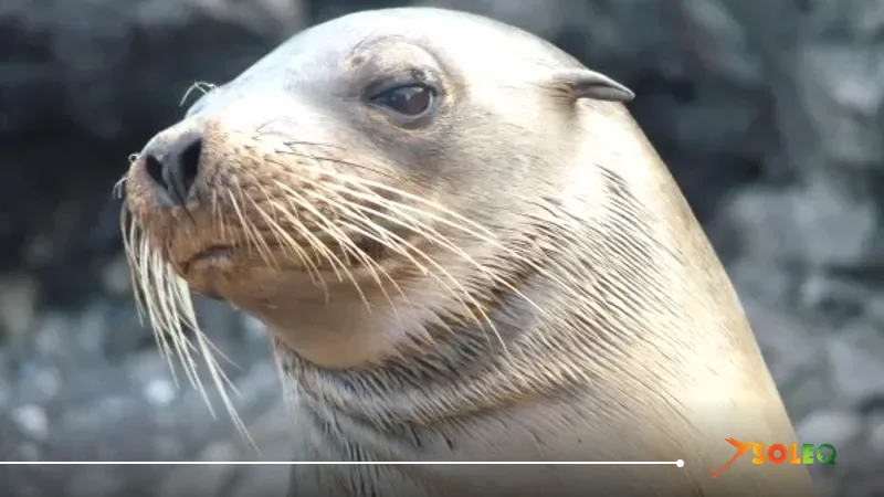 Young Galápagos sea lion on Española – curious encounter on the Galápagos journey