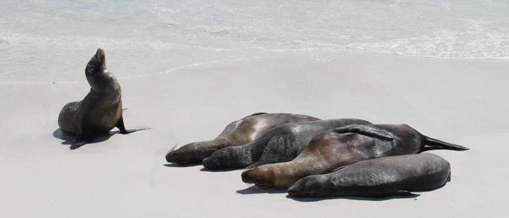 Galapagos Reisezeit Wildtiere Espanola Insel