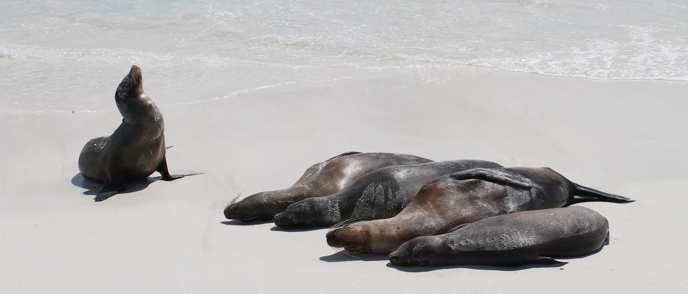 Galapagos Reisezeit Wildtiere Espanola Insel