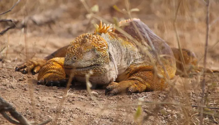Iguana terrestre descansando en suelo seco en las Galápagos, rodeada de vegetación escasa y tonos terrosos.
