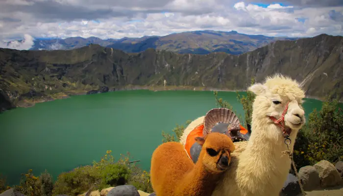 Llamas standing in front of Quilotoa crater lake with turquoise water surrounded by Andean mountains in Ecuador.