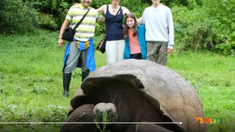 Giant tortoise in the highlands of Santa Cruz – Galápagos journey island hopping experience