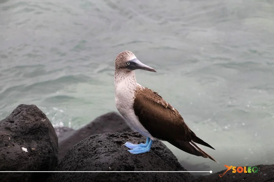 Tortuga gigante de Galápagos en hábitat natural — calendario de fauna por Soleq Travel
