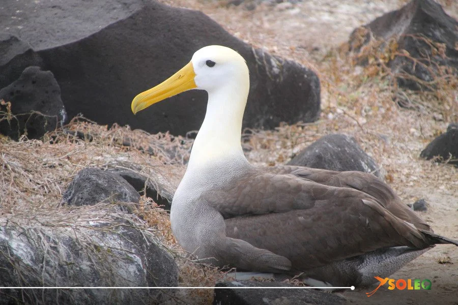 Piqueros de patas azules en ritual de cortejo — Guía de especies de Islas Galápagos por Soleq Travel