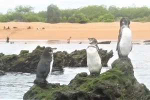 Pingüinos en la Isla Bartolomé