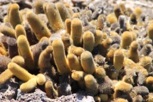 cactus en Espinoza Point, en Fernandina