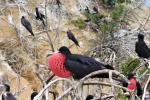 fragatas en Cerro Tijeretas
