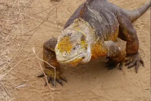 Iguana Galapagos